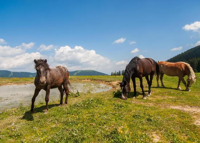 Blackberry Pool & Wellness- Happy Vakantiehuis